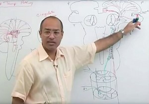Dr Najeeb Medical Video Lectures Free Download