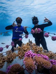 Today is the first day of Coral Reef Awareness week. Coral reefs are one of the most diverse and important elements of our planet’s ecosystem, but there are threats that coral reefs are facing across the globe. 🌏 United by our passion for the ocean, 4ocean and Coral Gardeners joined forces to protect what we love. Each Restoration Collection bracelet sold pulls 5 lbs of trash from the ocean and plants one coral. With your help we can remove more plastic from the ocean, AND plant corals onto the