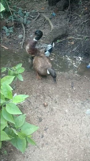 Indian runner duck farming in indian village #ducklingspro in #duckfarming #animals #duckfarmer