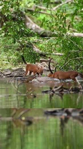 Australian Dingoes Face off Against a Goanna at the Water's Edge #wildlife #australia