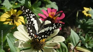 video of a butterfly flying over flowers doing a pollination perfect for the illustration of the phenomenon of wildlife
