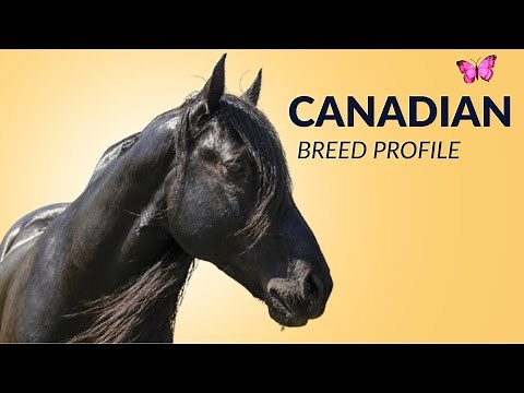 Canadian Horse Breed Profile History - Price - Characteristics - Training - Grooming