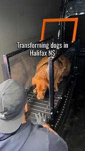 Learning something new takes time and patience. The same is true for dogs. It doesn’t matter if your dog is nervous, reactive, or a goofball; expecting them to jump on the treadmill and take off sprinting their first time is not realistic in the slightest. On average, we start seeing dogs get comfortable between 4 to 6 runs, but we’ve also had dogs that have taken 8, 10, even 25 runs to start getting consistent. You never know how your dog is going to do until they step foot on the machine. Ever