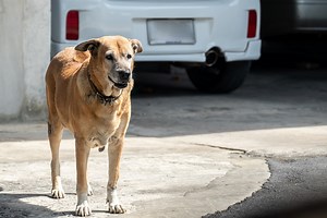 How To Stop A Dog From Growling At Strangers - The Quick & Easy Way