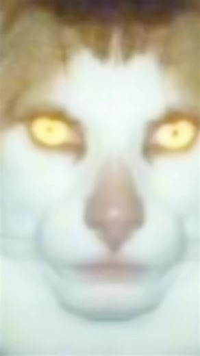 #mondayleftmebroken #cat #mrpeebles #avicii #waitingforlove