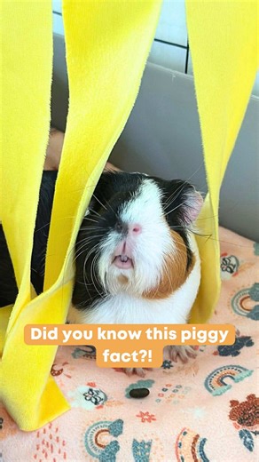 Understanding Guinea Pig Eye Secretions