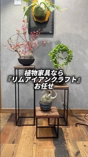 植物スタンドはこれ一択！！#育成ライト #観葉植物 #アガベ #インテリア #植物棚 #塊根植物