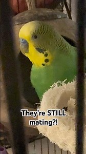 Parakeet Mating with Full Nest of Eggs #parakeets