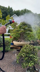 The 60 year-old Trident maple🔱 | David Easterbrook Bonsai