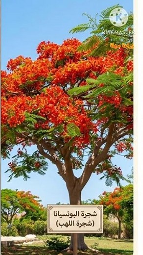 The Poinciana... the secret of the most beautiful tree in the world... lies in a tiny seed! 🌿