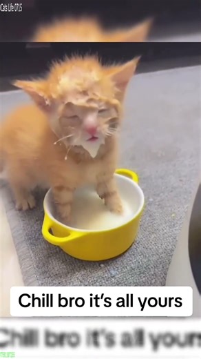 Angry Cat misses jump badly - Funny Entertainment 💥 Boom!