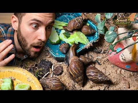 POV: Feeding My Snails in Their Mini Habitat… Then THIS Happened 🐌🌿