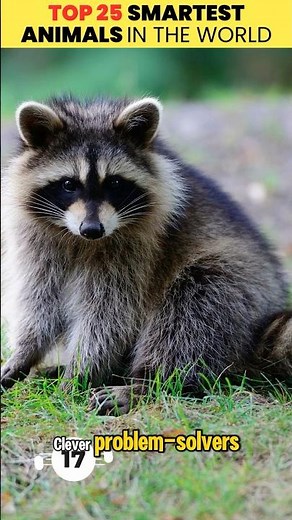 Top 17 - 10 Smartest Animals in the World 🌍 | Mind-Blowing Animal Intelligence (Part 2)