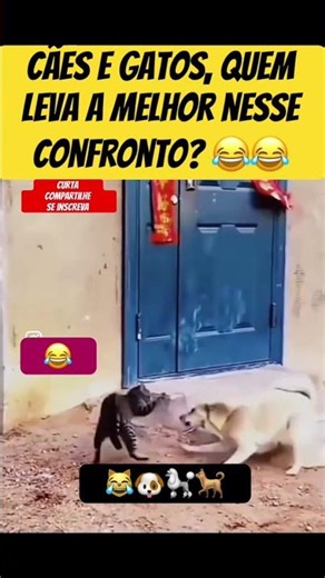 Dogs vs. cats, who comes out on top? 😂😹🐶 #Shorts