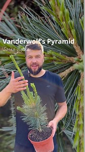 Zapraszam do odkrycia wyjątkowej odmiany sosny giętkiej – Pinus flexilis ‘Vanderwolf’s Pyramid’. 🌲 Ta piękna roślina charakteryzuje się szeroko stożkowym pokrojem i zachwyca swoją urodą oraz szybkim tempem wzrostu. 🌿 📏 Jej długie, miękkie igły mają niesamowity niebieski kolor, który wyróżnia ją na tle innych roślin. 🌟 Ta odmiana sosny giętkiej wymaga gleb przepuszczalnych i próchnicznych, aby mogła rosnąć w pełni zdrowo. 🌱 Najlepiej czuje się na stanowiskach słonecznych, ale dobrze radzi so