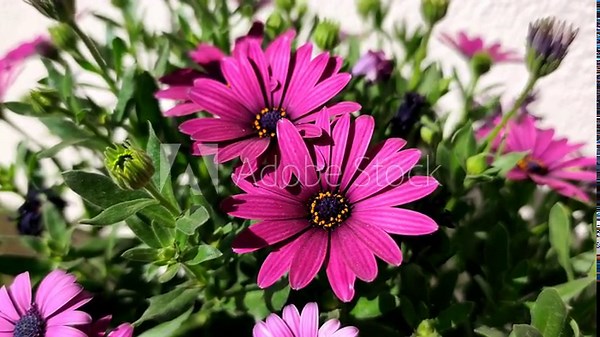 Cape Marguerite: a species of perennial ornamental plant, its botanical name is Dimorphotheca ecklonis.