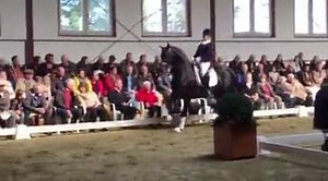 Don Monet hat sich sehr gut gezeigt. Gestüt WM. | Reitstall Kruse