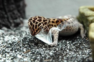 leopard-gecko-shedding
