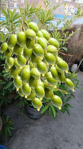 Olive flower to fruit || Olive flower to fruit time || How to grow olive #shorts#viral #olive