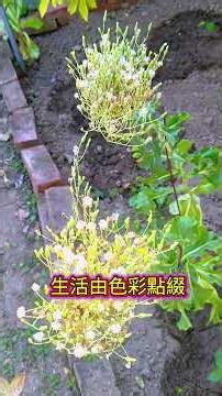 #萵苣