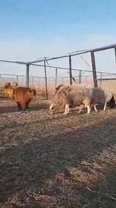When we talk about bonding bankhar dogs with livestock, here is a prime example. New pup Shuurga has been settling in well in Altani's enclosure, playing with another new puppy and with Altani herself. But the real bond he has formed is with a female goat who has chosen to adopt him. She follows him around everywhere and they even sleep next to each other, each protecting with other (though the goat definitely does more protecting at the moment). It is a beautiful friendship and we'll be sure to
