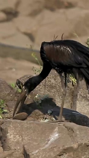 African_openbill_stork_enjoying_freshwater_mussel_for_breakfast | Animals voice