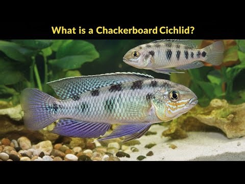 What is a Checkerboard Cichlid (Dicrossus Filamentosus)? How to Care for This Stunning Fish!🐠
