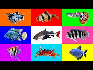 Fish: Angel Fish, Tiger Barb, Glowfish Tetra, Molly Fish, Red Tail Catfish, Guppy, Cichlid, Crab