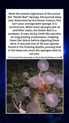 This Sponge Eats Meat: The "Death Ball" 🧽