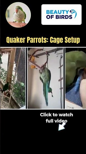 Quaker Parrot Cage Setup Secrets You Never Knew