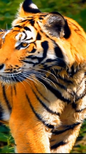 Royal Tigers in Water 🐅 Apex Predators 4K | RM Ent.
