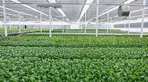 Di sebuah desa di Kota Kuqa, Xinjiang, China barat daya, sebuah pabrik tanaman digital canggih mengubah kehidupan para petani setempat. Aili Krym merupakan seorang manajer stroberi di pabrik tanaman itu. Dia adalah satu dari 26 penduduk setempat yang telah beralih dari pertanian tradisional ke pengelolaan tanaman di lingkungan berteknologi tinggi ini. SOUNDBITE (Bahasa Mandarin): AILI KRYM, Warga setempat "Saya menjadi manajer stroberi di sini, di mana kami menanam empat varietas, yaitu stroberi