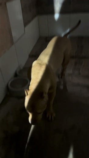 Pitbull xl Dog 🔥 #pitmonsters