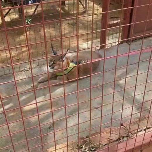 1.4K views · 14 reactions | Skip the wildlife YouTube videos and...