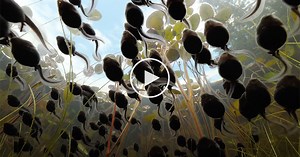 I Was Today Years Old When I Learned About Tadpole Migrations and It’s Amazing to See