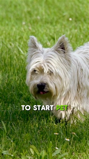 Scoop Start on Instagram: "Pet services are EXPLODING in 2026 🐶📈 After the 2020 pet boom, life got busy again—and pet owners are outsourcing more than ever. That means there’s massive opportunity in pet services right now 👀 Thinking about starting a low-cost business with real demand? 👇 Join Poop Scoop Millionaire 🔗 https://www.skool.com/poop-scoop-millionaire/about #PooperScooper #PooperScooperBusiness #PetWasteRemoval #DogWasteDisposal #PetBusiness #DogIndustry #SideHustle #Entrepreneur #