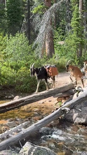 Pack Goats and the Mountains #thegoatguy