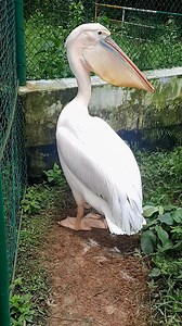 8.8K views · 62 reactions | A very smart birds | BIRD 24 | Facebook