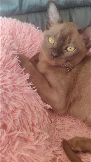 Красивый бурманский котенок #cat #бурманский #kitten