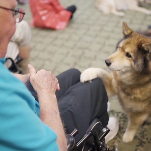 25K views · 1.9K reactions | Where senior dogs retire. | 60 Second Docs Presents | Facebook