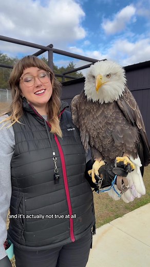#stitch with @BaldEagles: Incredible Strength and Myths Explained