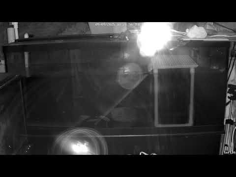 RES Turtle Live Stream