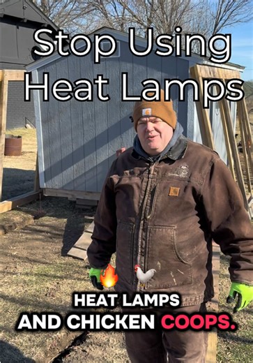 Heat Lamps for Backyard Chickens: Essential Care Tips