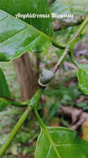 Amphidromus niasensis – Colorful Forest Snail in Nature of Ulumenawa #nature