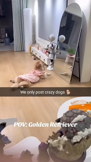 Crazy Dogs Moments on Instagram: "We ONLY post the craziest dogs on the internet! Wild zoomies, goofy fails, chaotic bark energy — it’s nonstop madness! Follow for daily dog chaos you won’t believe! Tag a friend who LOVES crazy pups! #CrazyDogsOnly #DogFails #ZoomiesGoneWild #DogsofInstagram #FunnyDogs #ViralDogs #DailyDogLaughs #DogReels #DogLovers #DogComedy #GoofyDogs"