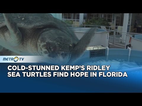 Kemp’s Ridley Turtles Get Life-Saving Treatment in Florida