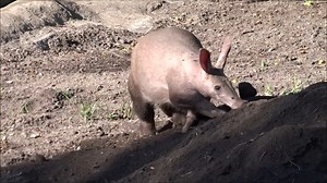 7.7K views · 156 reactions | Can you dig it? We aren't sure, but we...