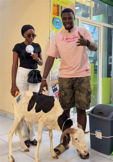 Finally, baby is the winner of the Tobaski ram 🐏❤️ Congratulations once again, and thank you to everyone who participated. More giveaways coming soon In Shaa Allah 🙏🎉#applegambia #applegambiashop #tiktokgambia #gambian_tiktok🇬🇲🇬🇲 #viral_video_tiktok