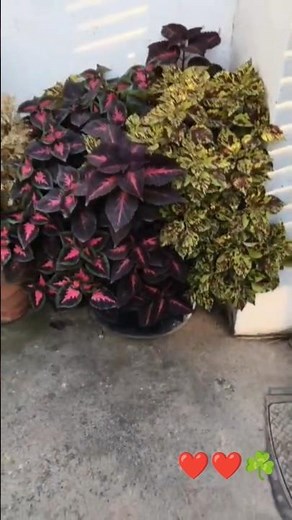 Coleus Plant Care Secrets 🌿 | Make Your Plant More Colorful & Bushy#IndoorPlants #HomeGarden #color