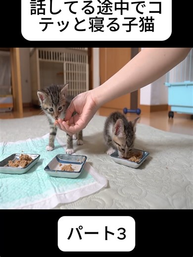 【生後37日】話してる途中でコテッと寝る子猫-パート3#猫 #猫のいる生活 #猫好きさんと繋がりたい #猫可愛い #猫好き #fybシviral_video_tiktok #vairal_video #かわいい猫 #にゃんすたぐらむ #japantiktok